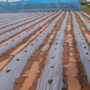 Vegetable  Parent Seed Development