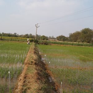 Paddy Trail