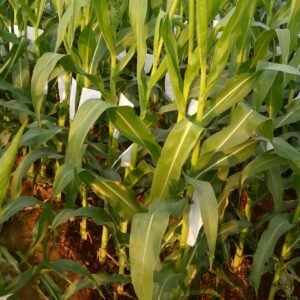 Maize Silking