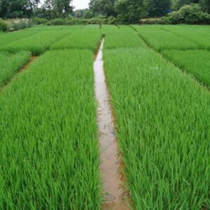 Hybrid Paddy Trail